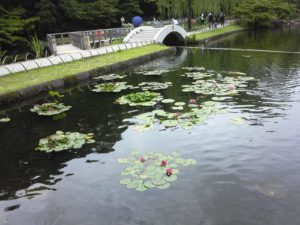 徳川園-菖蒲 (10)